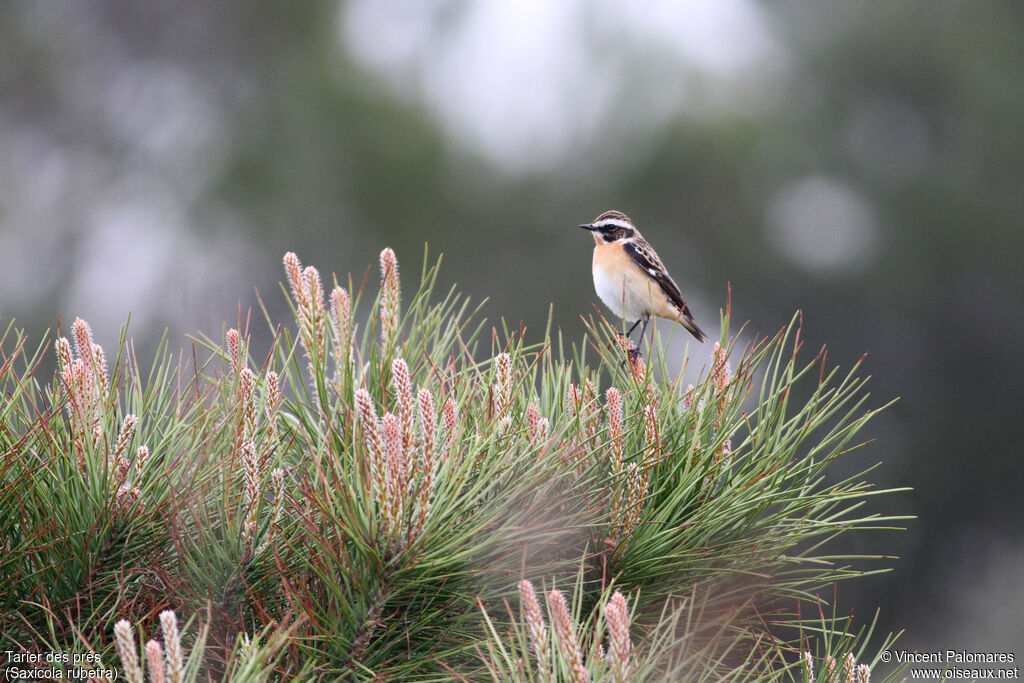 Whinchat male