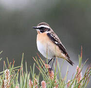 Whinchat