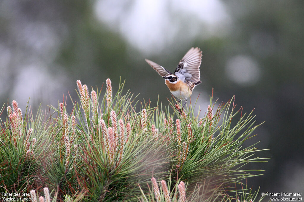 Whinchat male