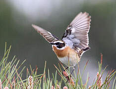 Whinchat