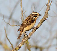 Whinchat