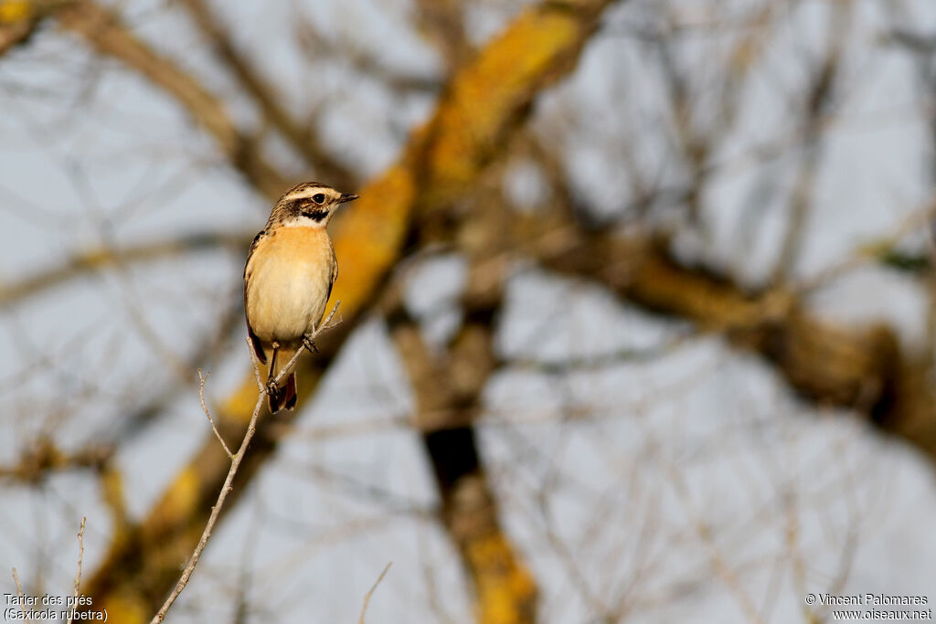 Whinchat