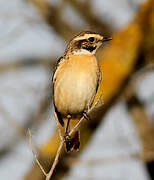 Whinchat