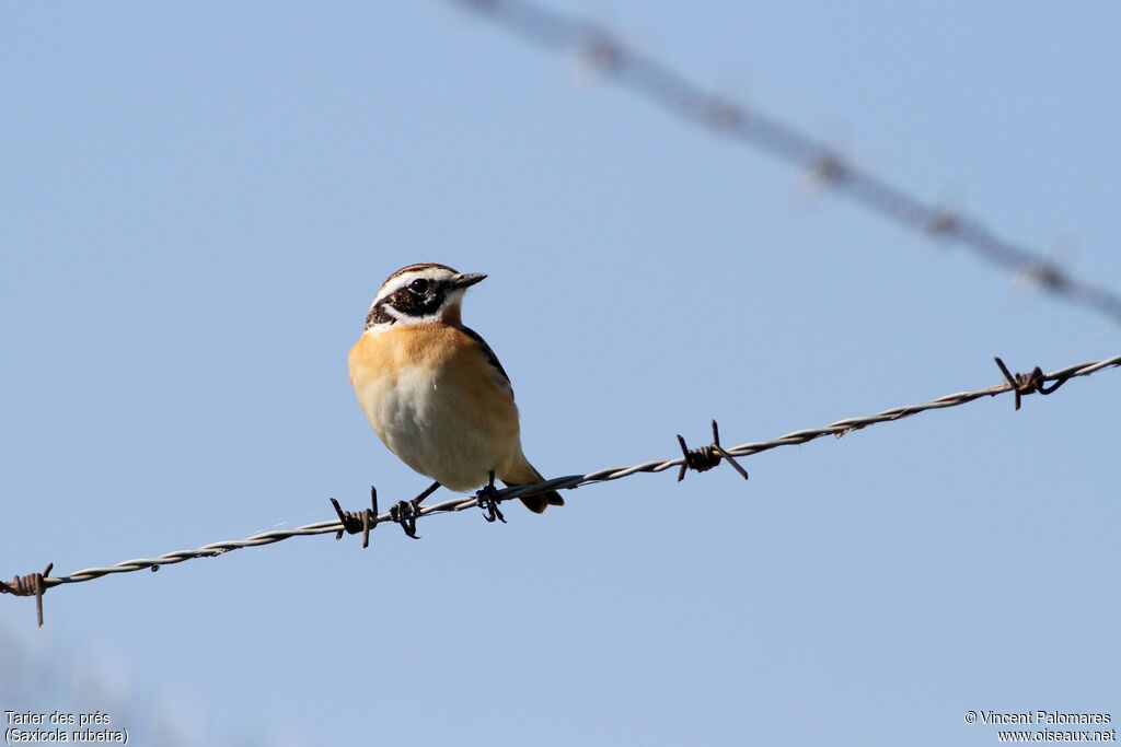 Whinchat