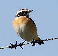 Whinchat