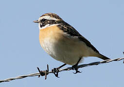 Whinchat