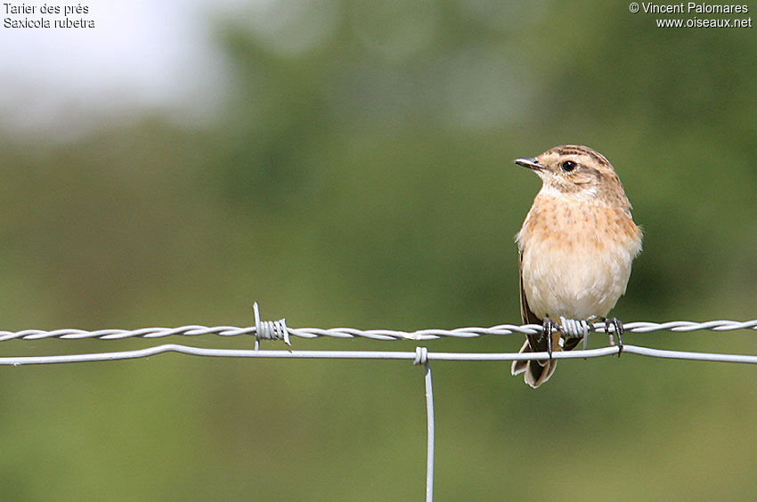 Whinchat