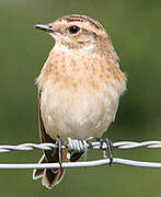 Whinchat