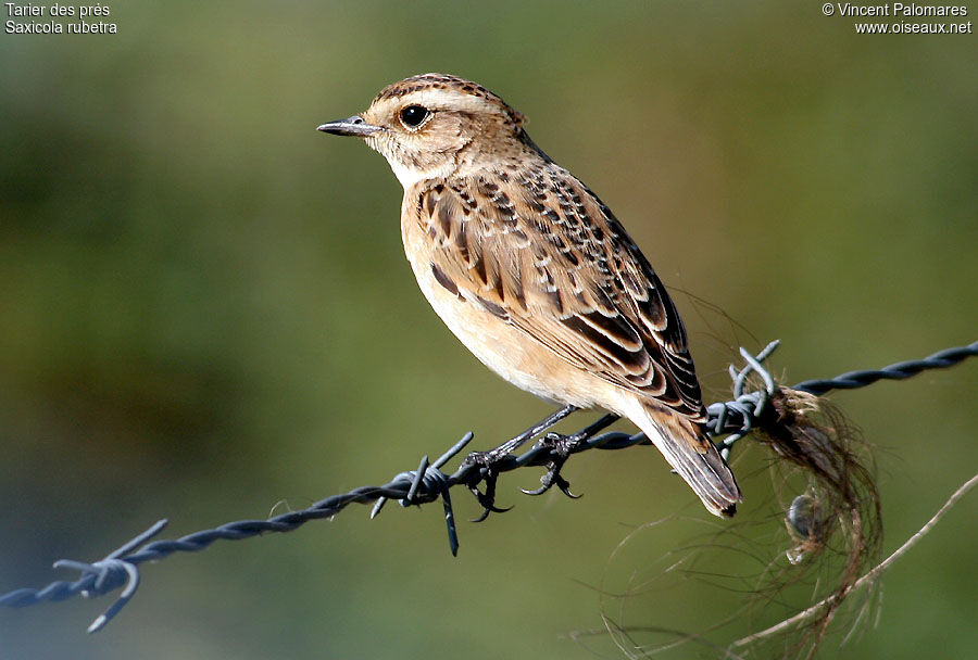 Whinchat