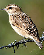 Whinchat