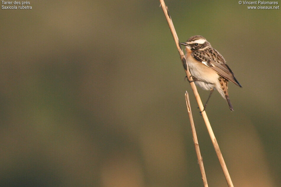 Whinchat