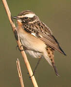 Whinchat