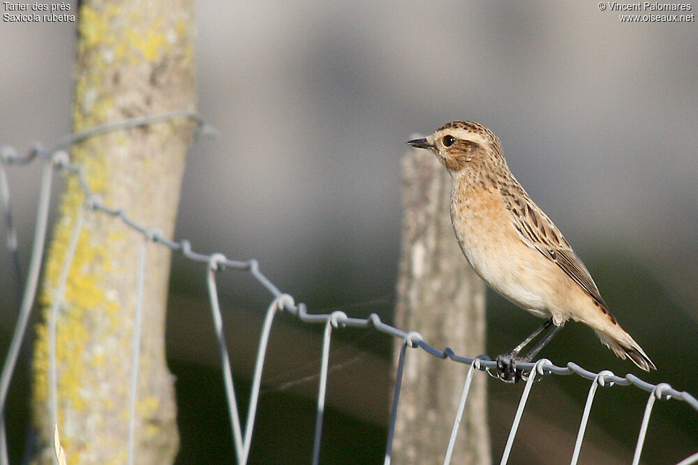 Whinchat