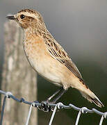 Whinchat