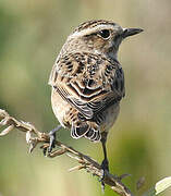 Whinchat