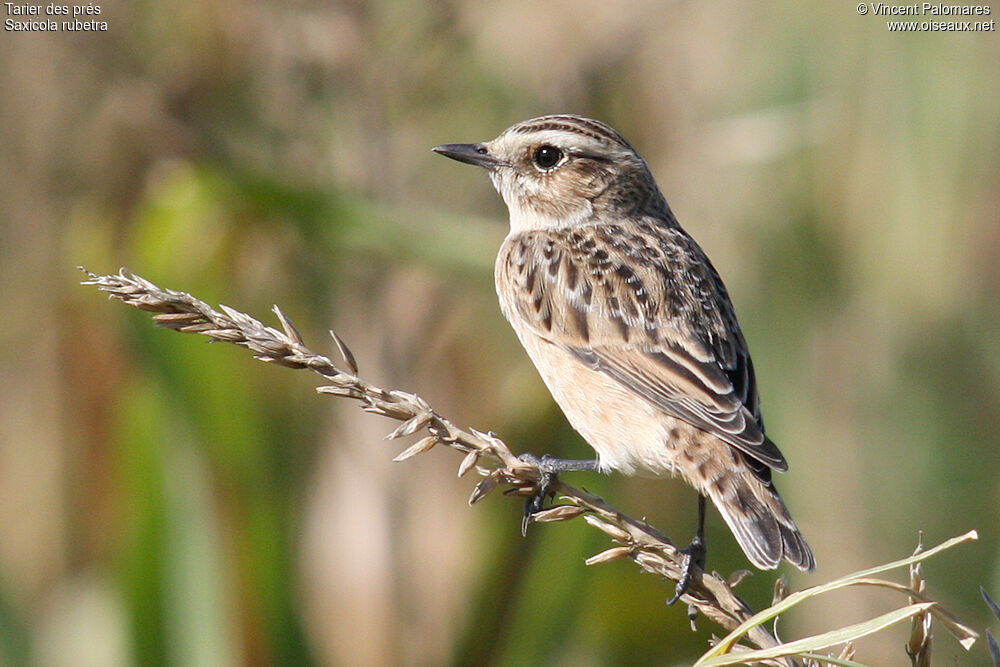 Whinchat