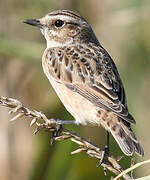 Whinchat