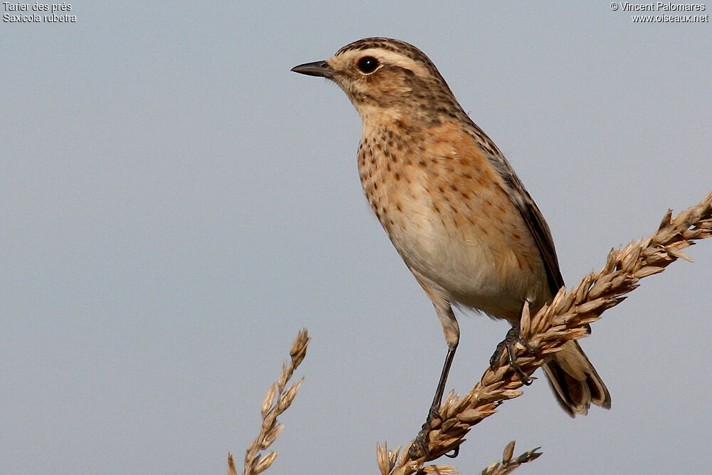 Whinchat