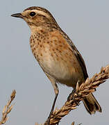 Whinchat