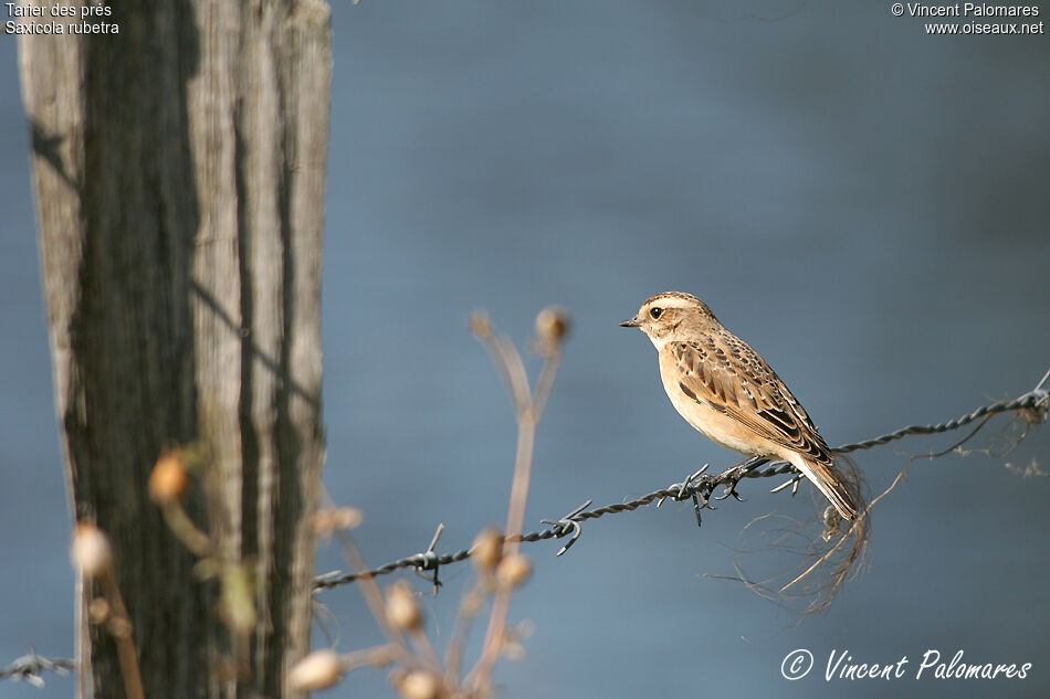 Whinchat