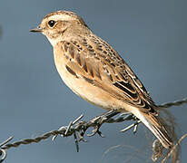 Whinchat