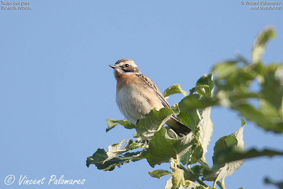 Whinchat