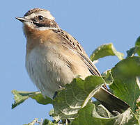 Whinchat