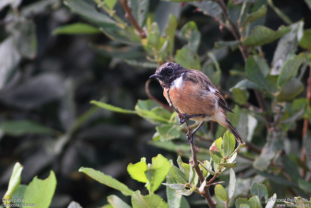 European Stonechat male