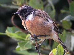 European Stonechat