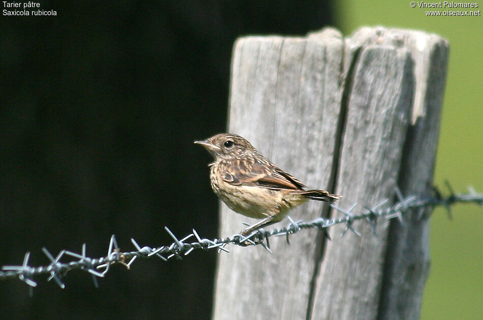 European Stonechatjuvenile