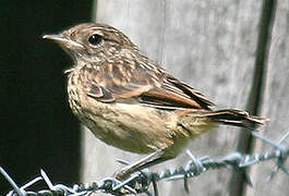 European Stonechat