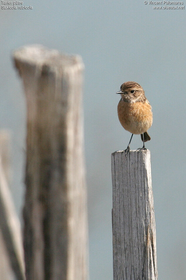 European Stonechat