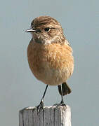 European Stonechat