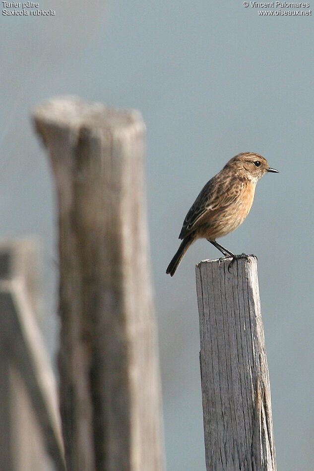 European Stonechat