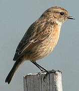 European Stonechat