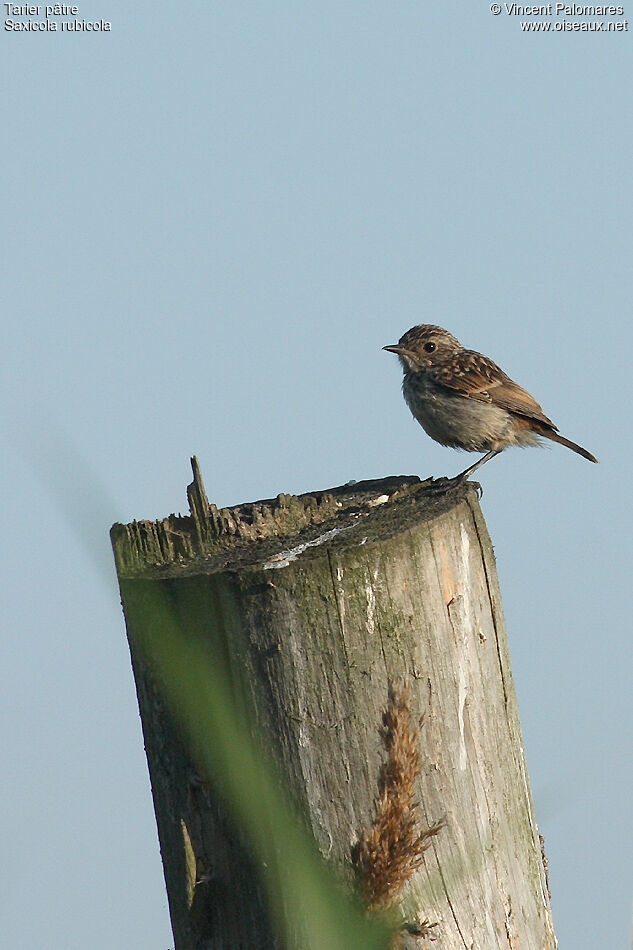 European Stonechat