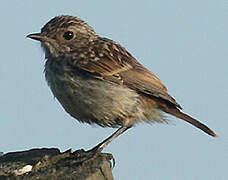 European Stonechat