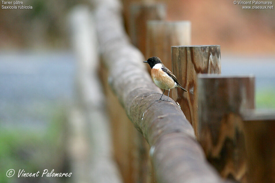 European Stonechat male