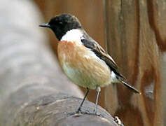 European Stonechat