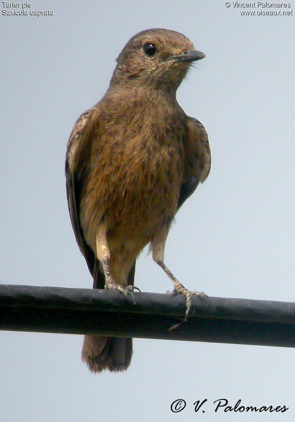 Pied Bush Chat