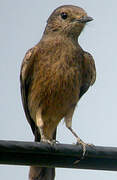 Pied Bush Chat