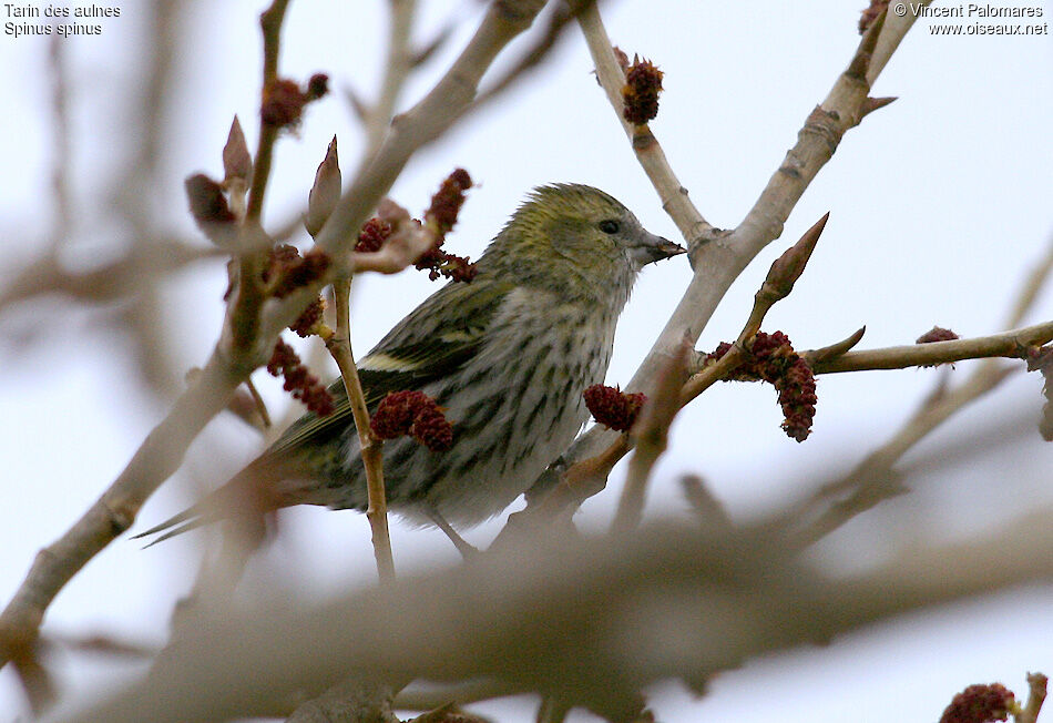 Eurasian Siskin