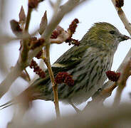 Eurasian Siskin