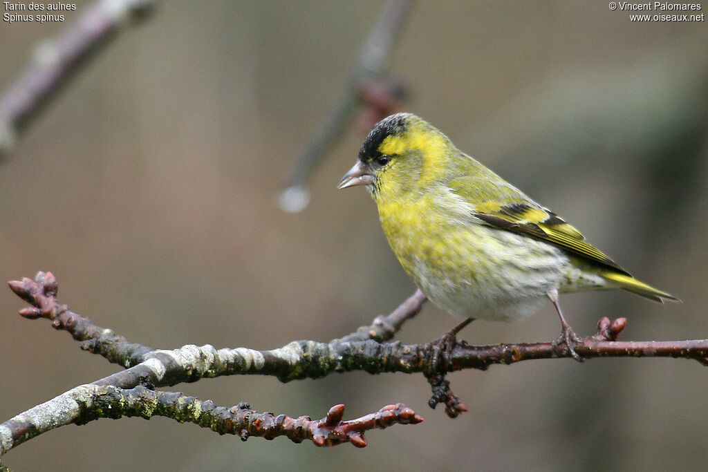 Eurasian Siskin