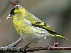 Eurasian Siskin