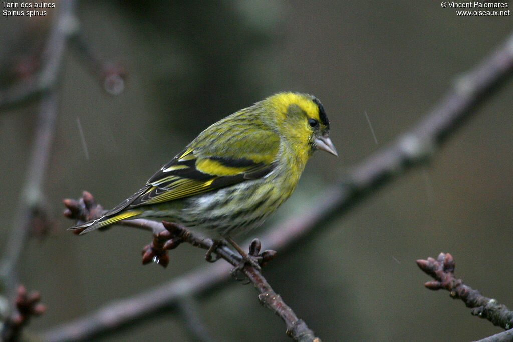 Eurasian Siskin