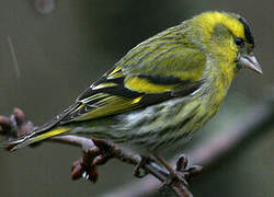 Eurasian Siskin