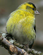 Eurasian Siskin