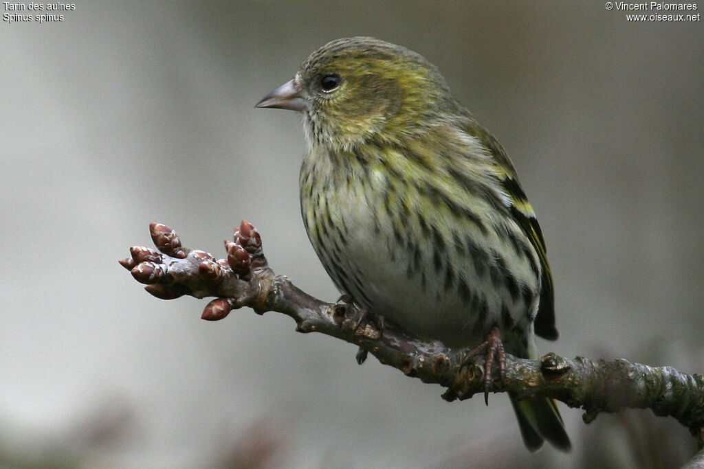 Eurasian Siskin