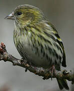 Eurasian Siskin